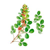 Экстракт травы леспедецы копеечниковой Live Extract