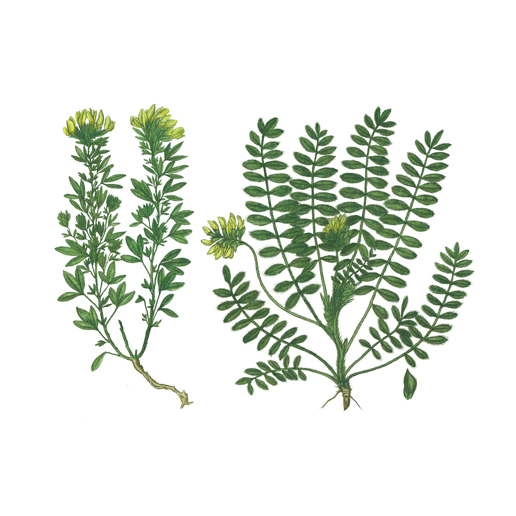 Экстракт травы астрагала шерстистоцветкового Live Extract, купить от производителя «Травы Байкала» оптом