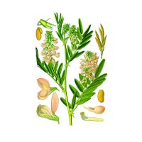 Экстракт травы галеги лекарственной Live Extract