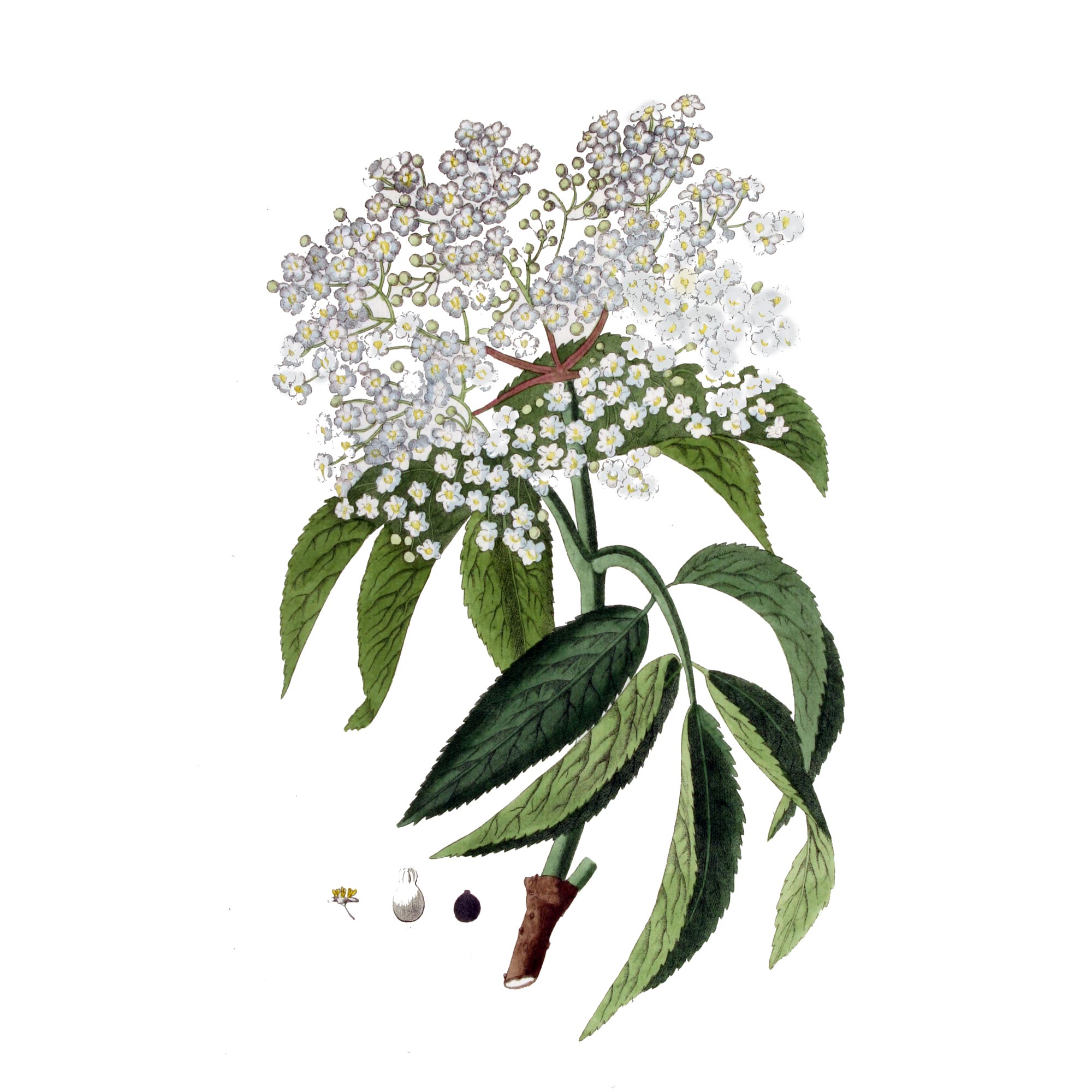 Экстракт цветков бузины Live Extract, купить от производителя «Травы Байкала» оптом