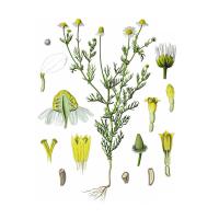 Экстракт цветков ромашки аптечной Live Extract