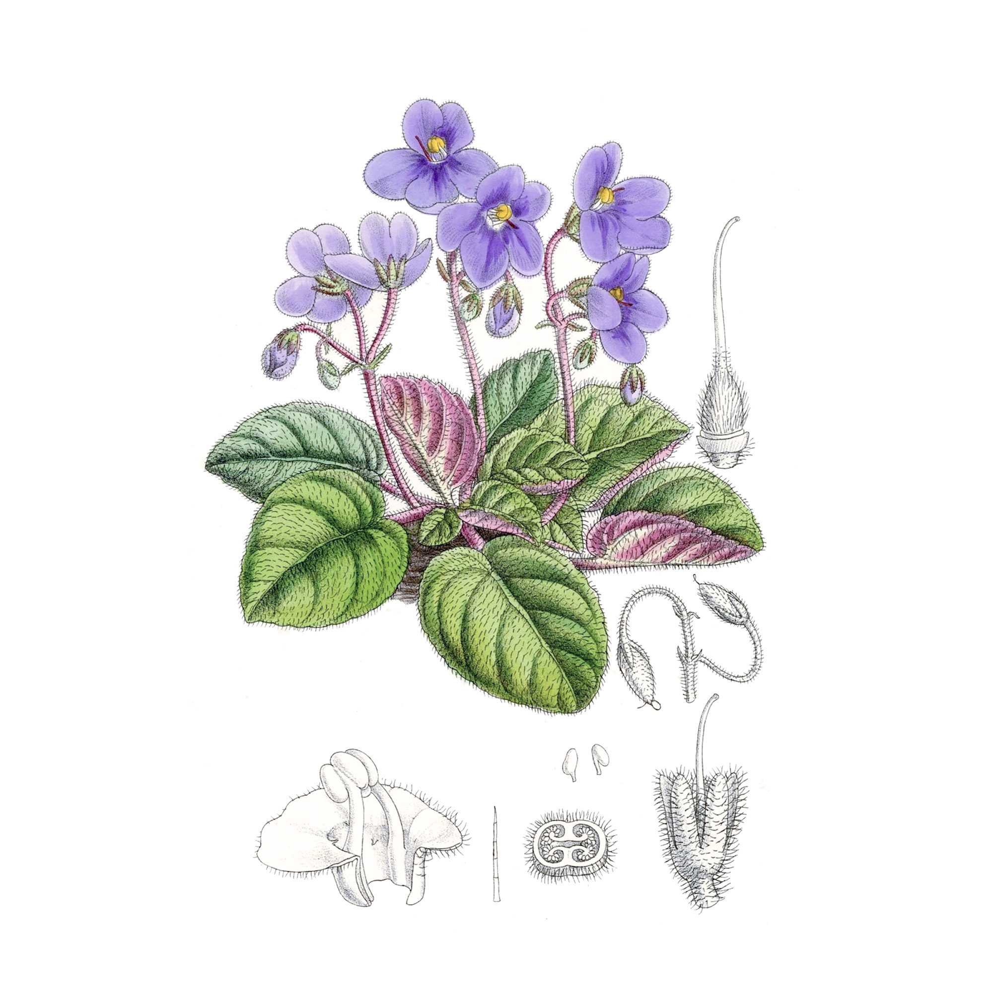 Экстракт травы фиалки полевой Live Extract, купить от производителя «Травы Байкала» оптом