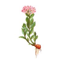 Экстракт корня родиолы розовой Live Extract