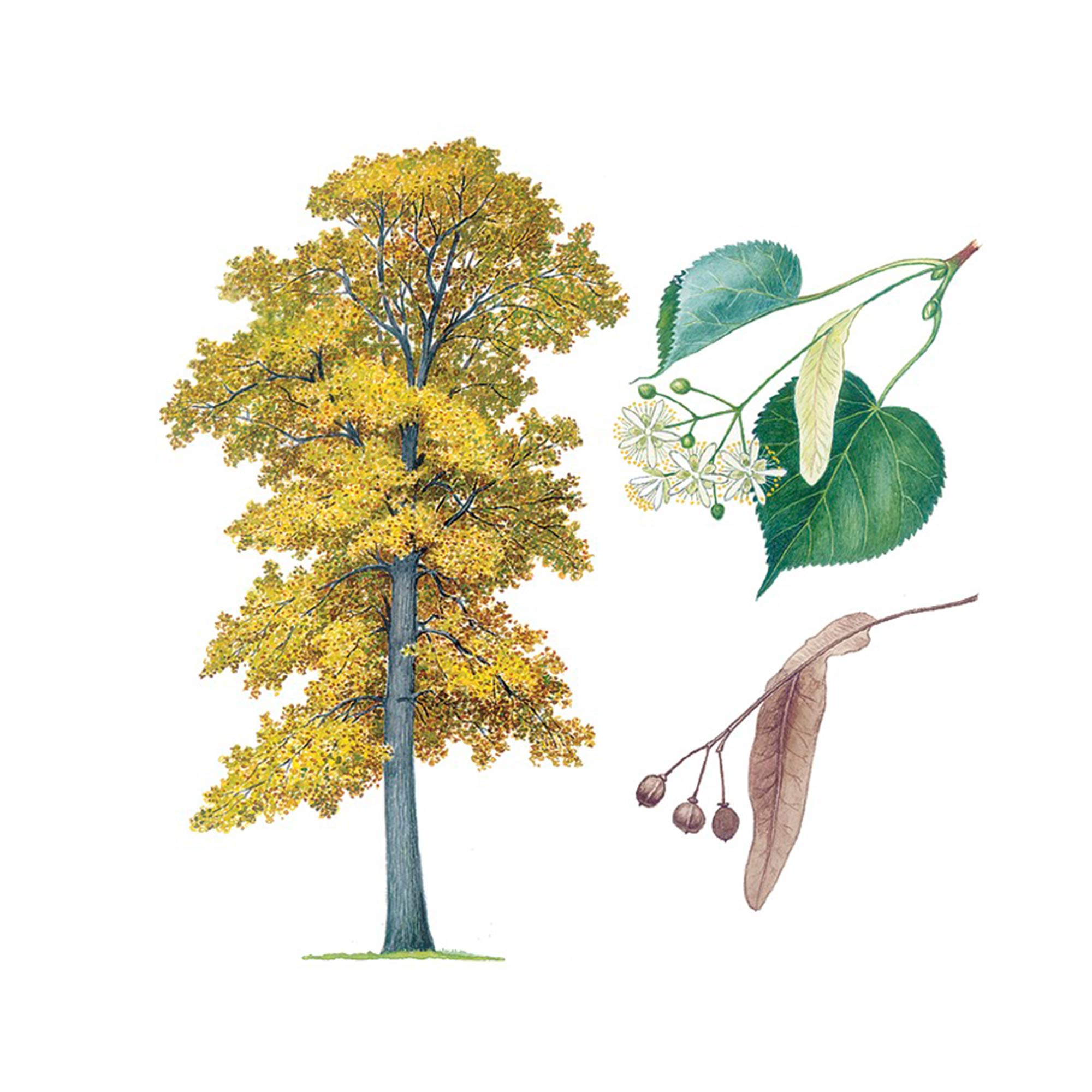 Экстракт цветков липы Live Extract, купить от производителя «Травы Байкала» оптом