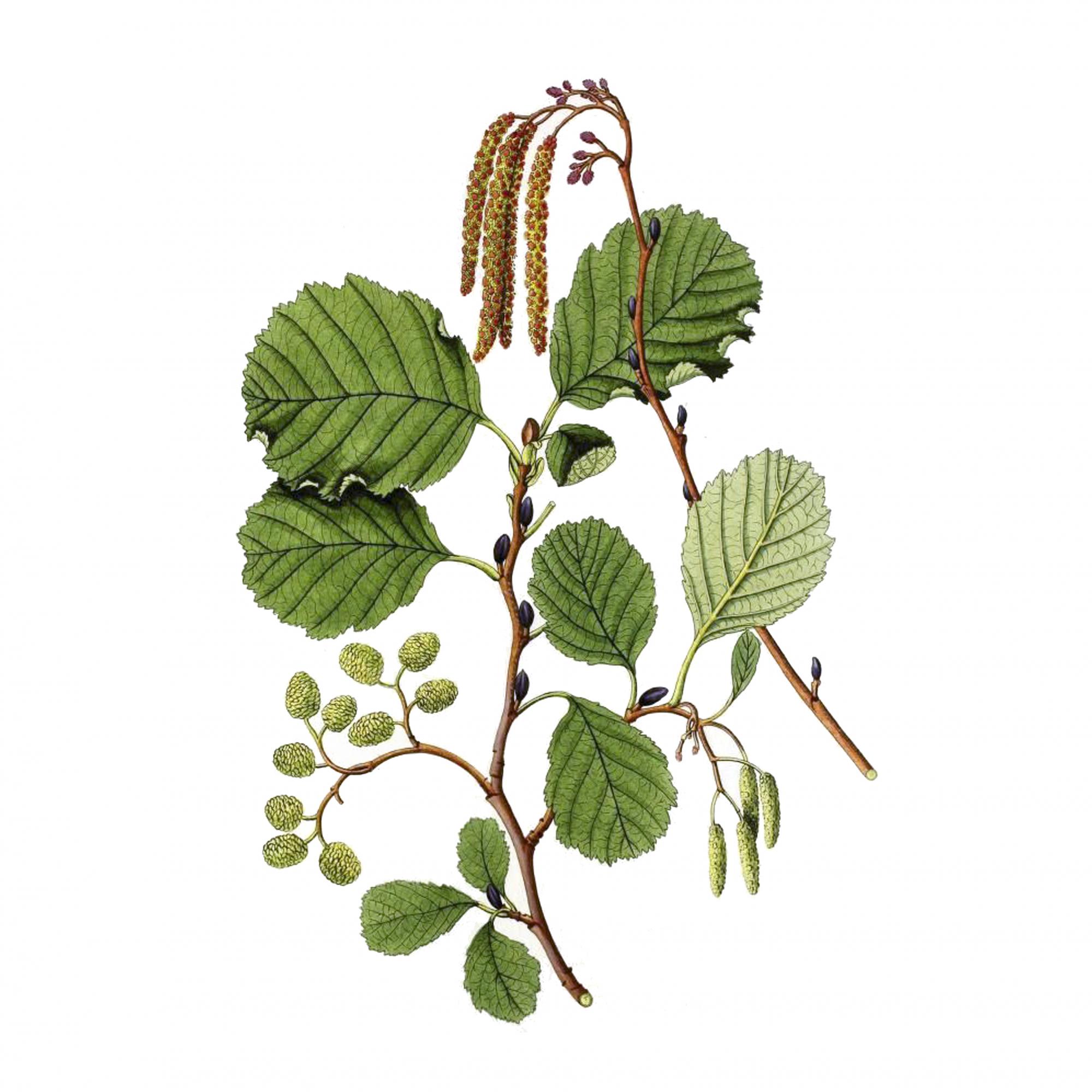 Экстракт коры осины Live Extract, купить от производителя «Травы Байкала» оптом