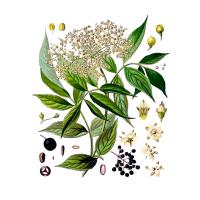 Экстракт плодов бузины Live Extract