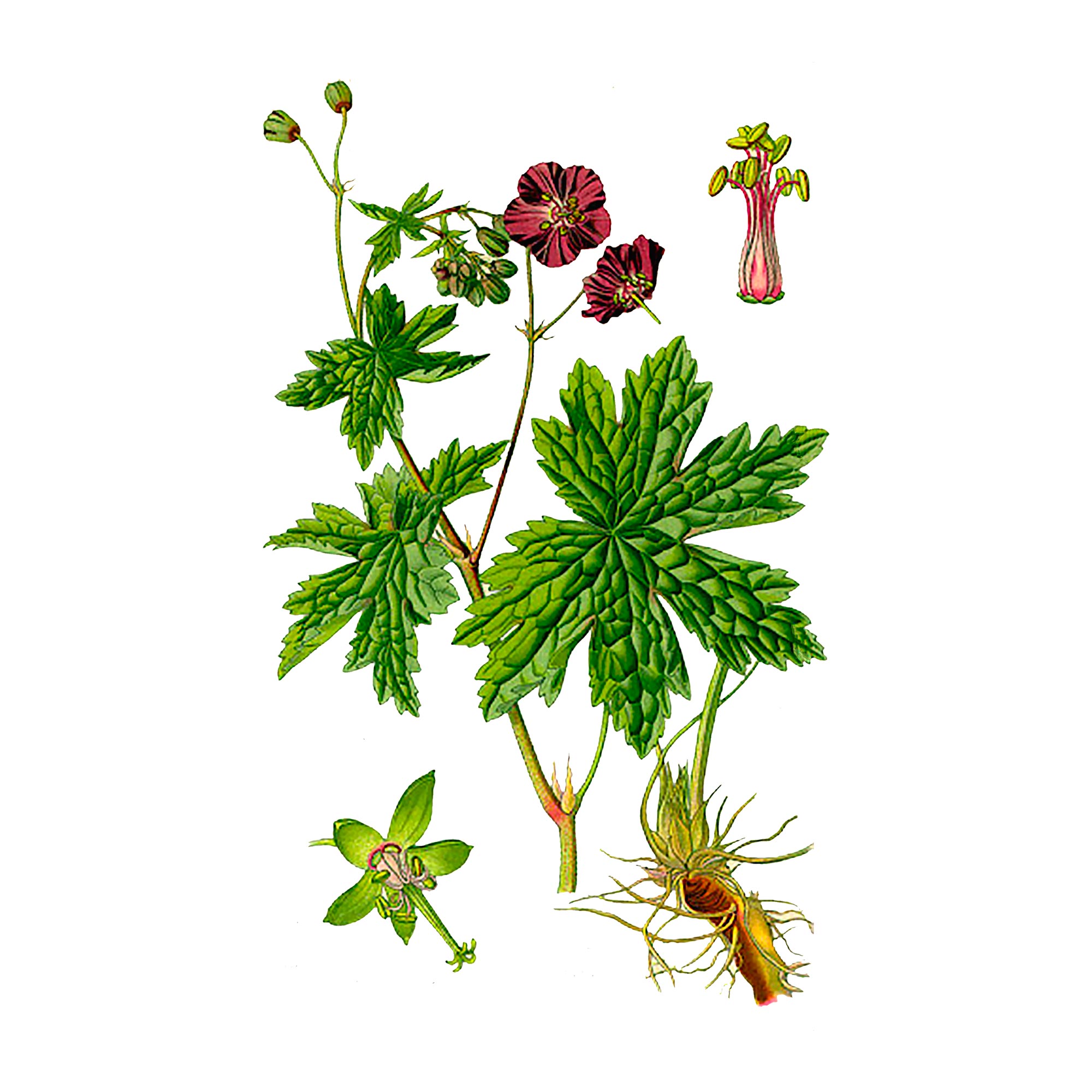 Экстракт травы герани луговой Live Extract, купить от производителя «Травы Байкала» оптом