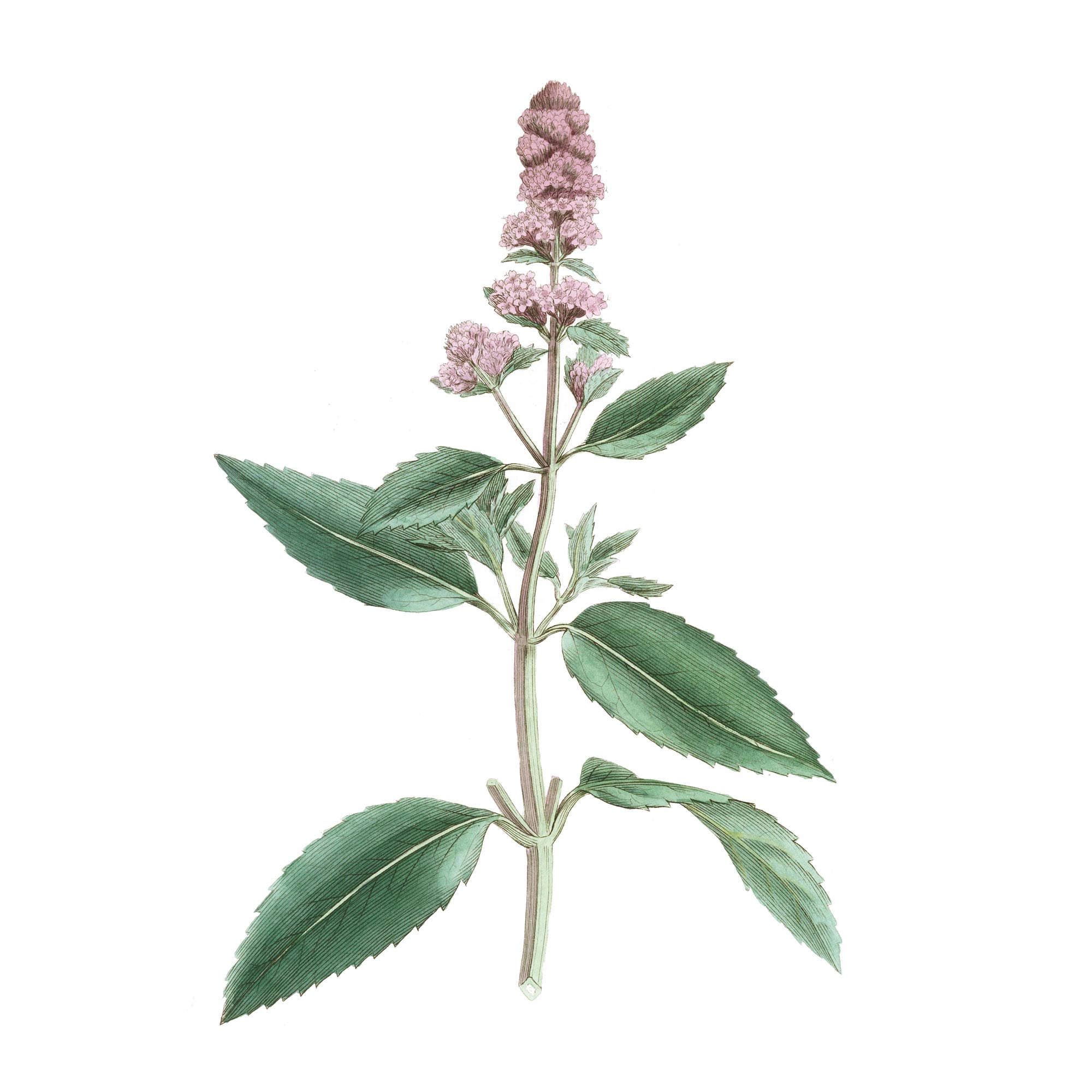 Экстракт травы мяты перечной Live Extract, купить от производителя «Травы Байкала» оптом