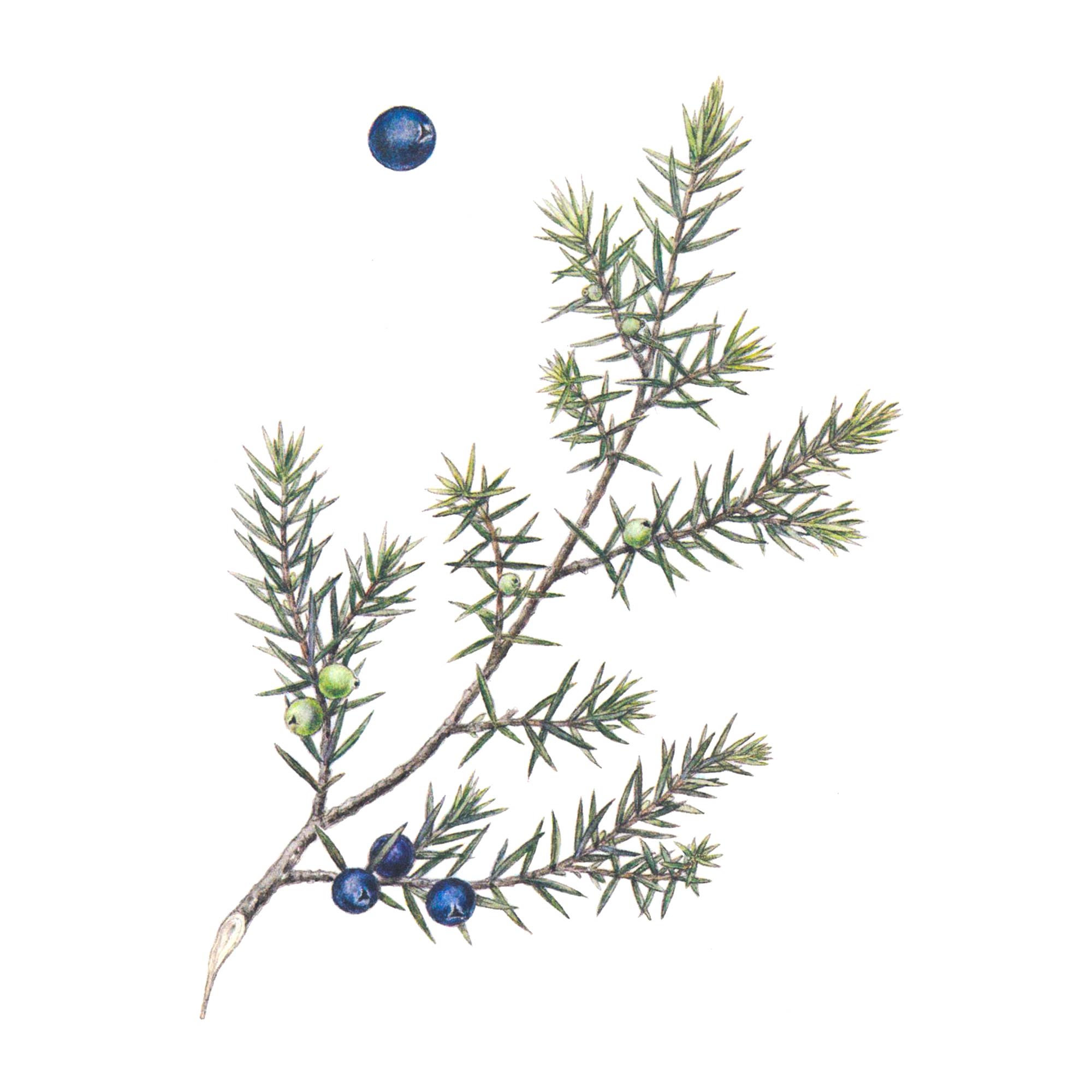 Экстракт плодов можжевельника Live Extract, купить от производителя «Травы Байкала» оптом