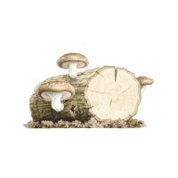 Экстракт плодов шиитаке Live Extract