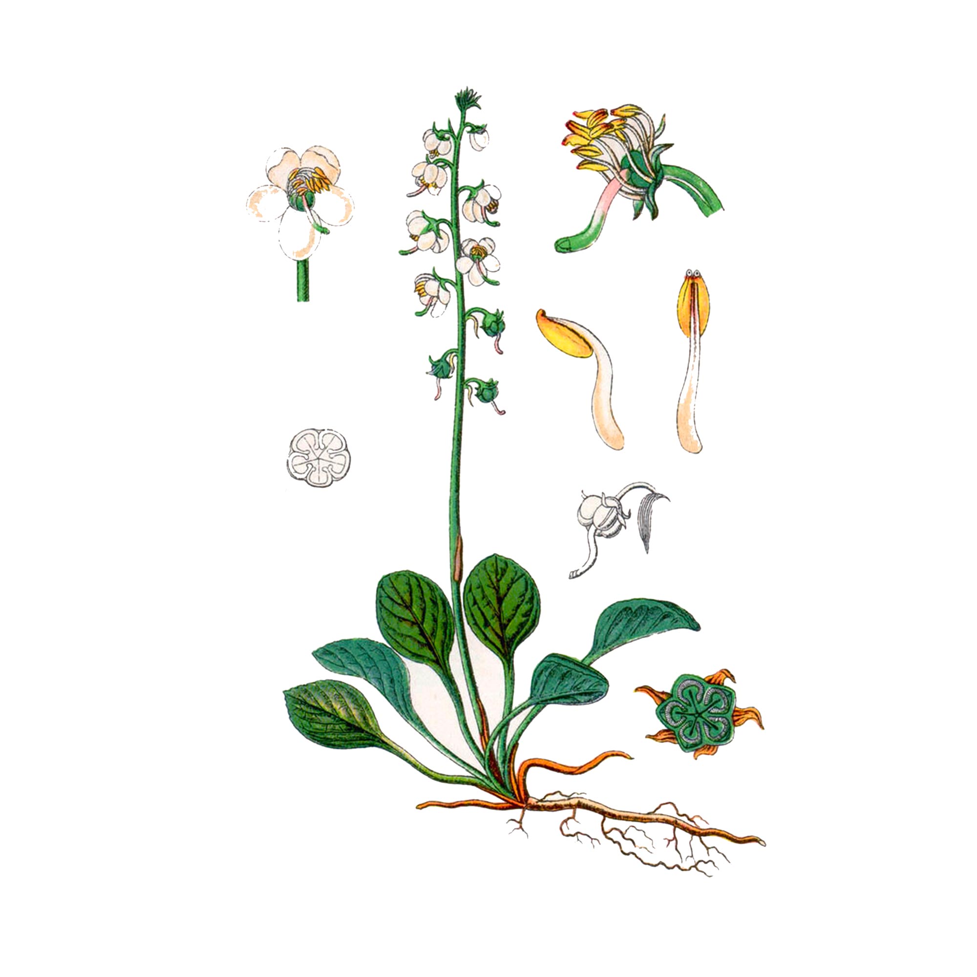 Экстракт травы боровой матки (ортилии однобокой) Live Extract, купить от производителя «Травы Байкала» оптом