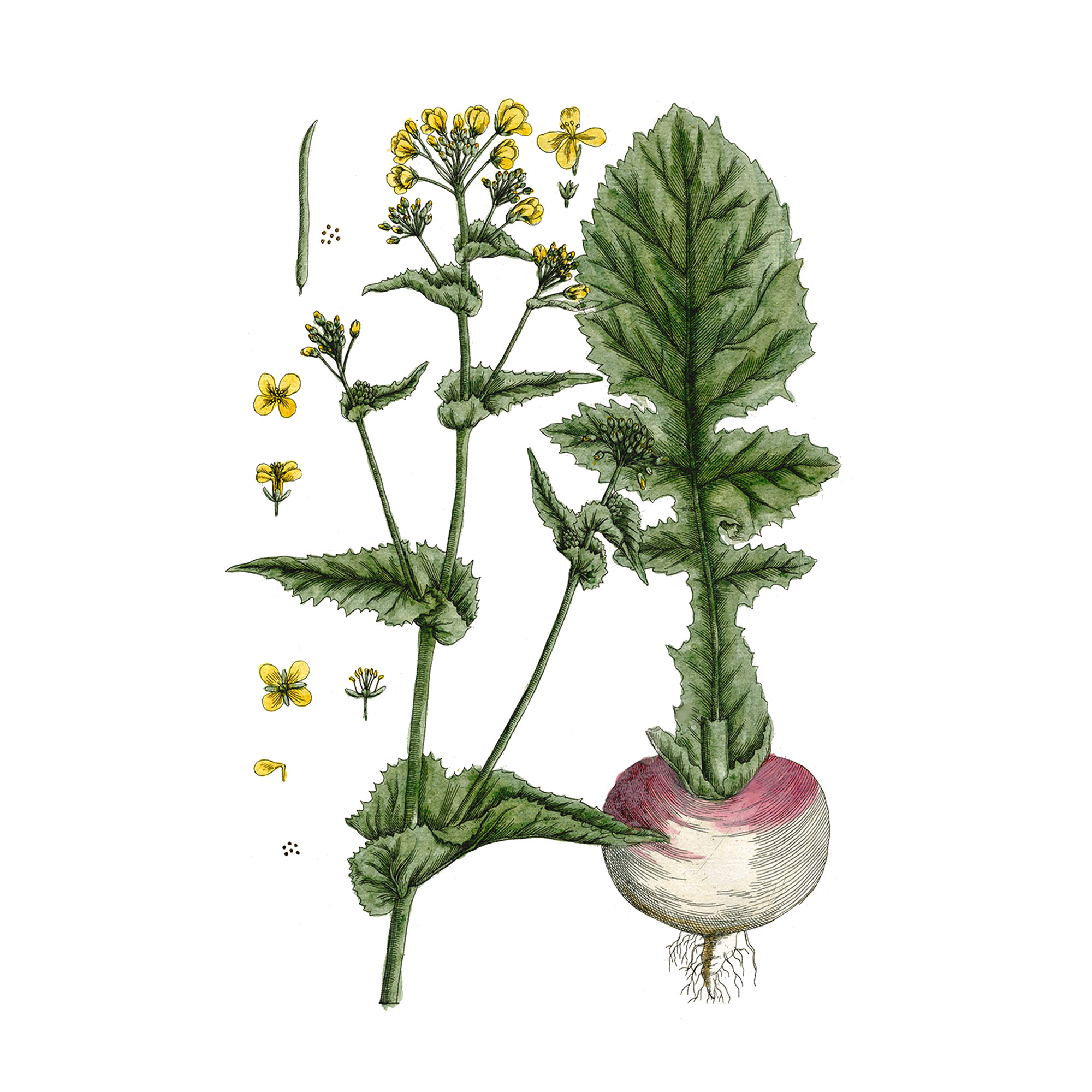 Экстракт корня свеклы Live Extract, купить от производителя «Травы Байкала» оптом