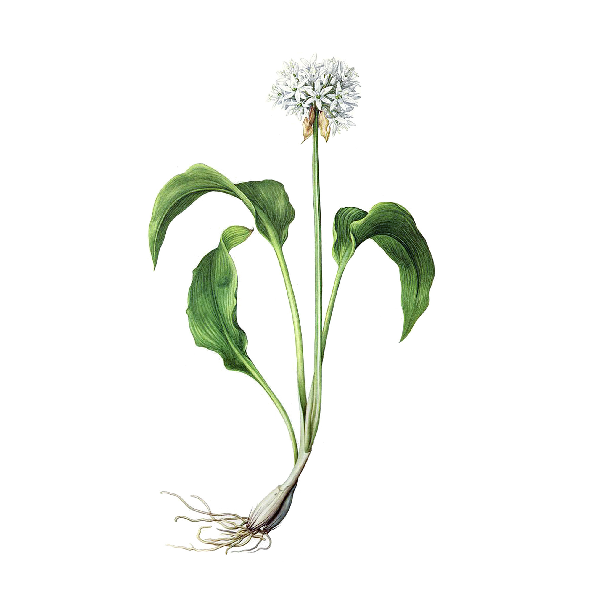 Экстракт травы черемши Live Extract, купить от производителя «Травы Байкала» оптом