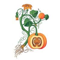 Экстракт семян тыквы Live Extract