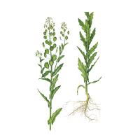 Экстракт травы ярутки Live Extract