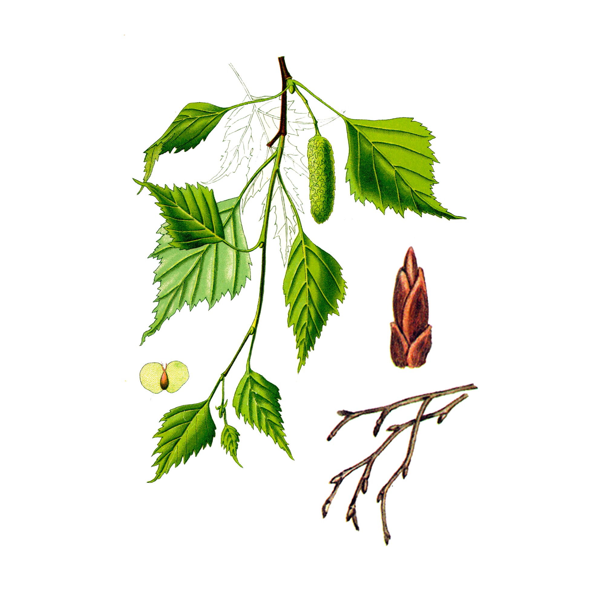 Экстракты почек березы Live Extract, купить от производителя «Травы Байкала» оптом