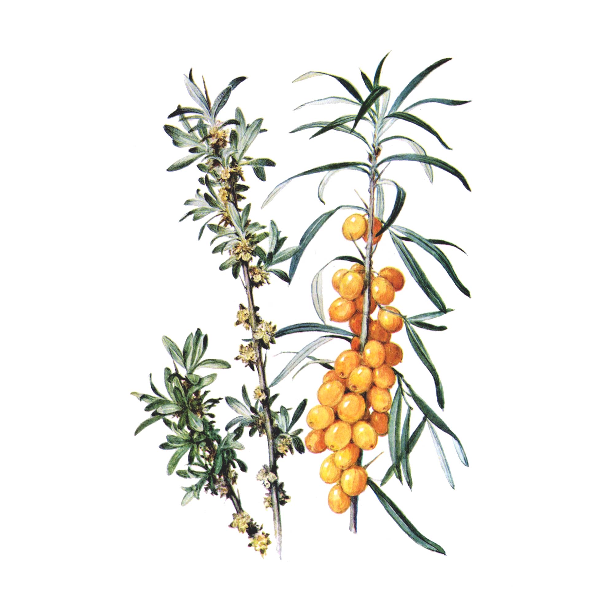 Облепиха крушиновидная в забайкалье. Плоды облепихи крушиновидной. Hippophae rhamnoides fruit oil. Облепиха крушиновидная. Hippophae rhamnoides extract.