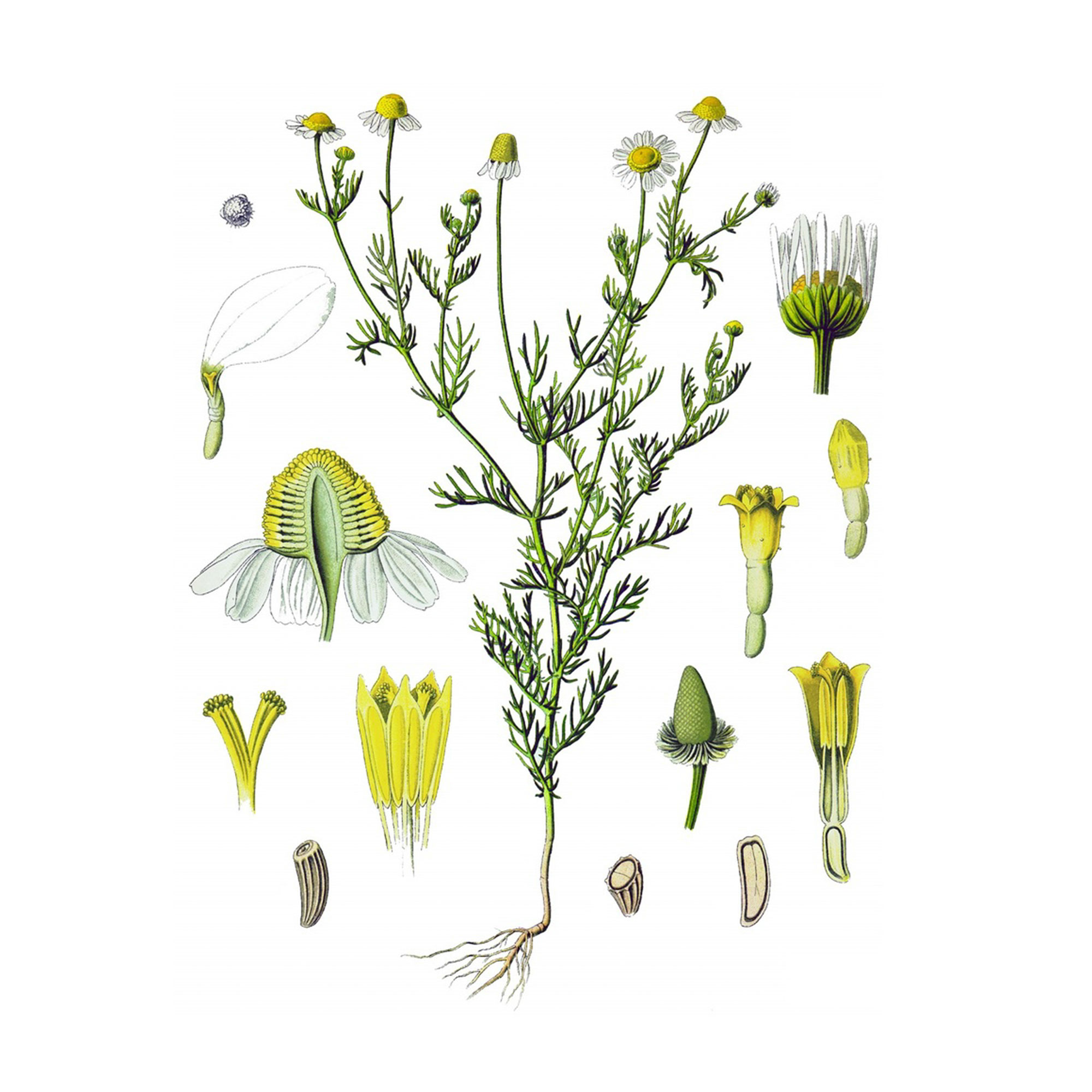 Экстракт цветков ромашки аптечной Live Extract, купить от производителя «Травы Байкала» оптом