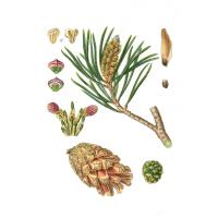 Экстракт хвои сосны Live Extract