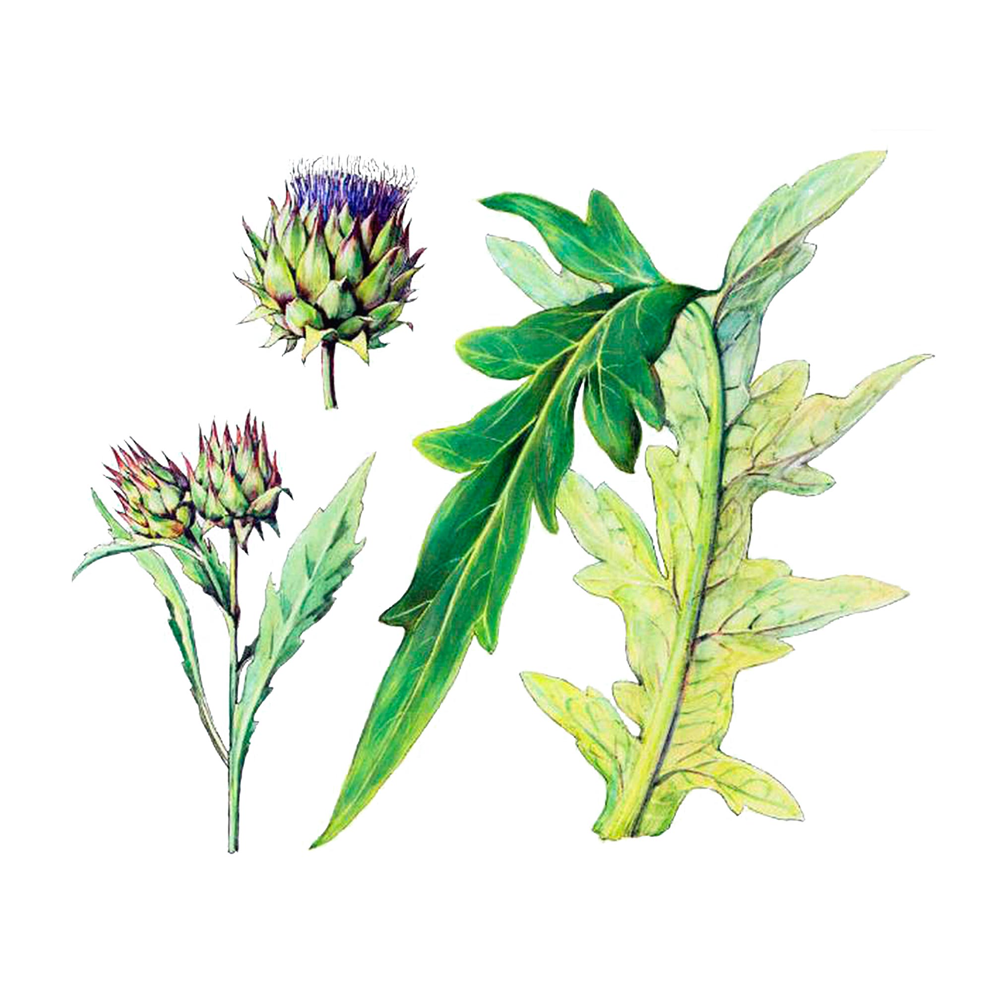 Артишока листьев экстракт LE, пакет вакуумный, 1кг