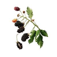 Ежевики плодов экстракт LE, пакет вакуумный, 1кг