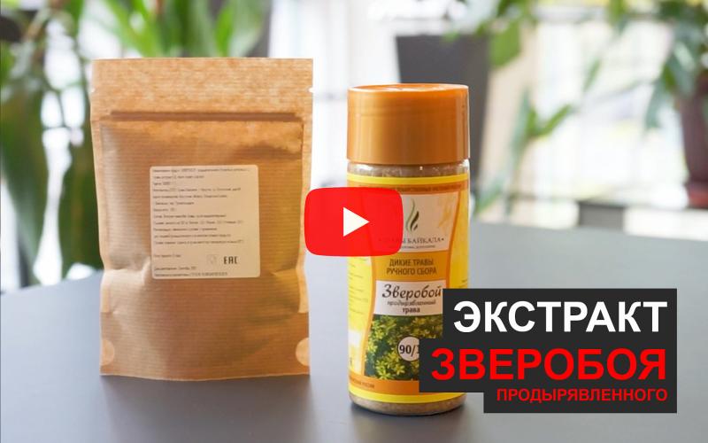 «А вы пробовали?»: узнайте о пользе зверобоя продырявленного