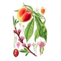 Экстракт плодов персика Live Extract