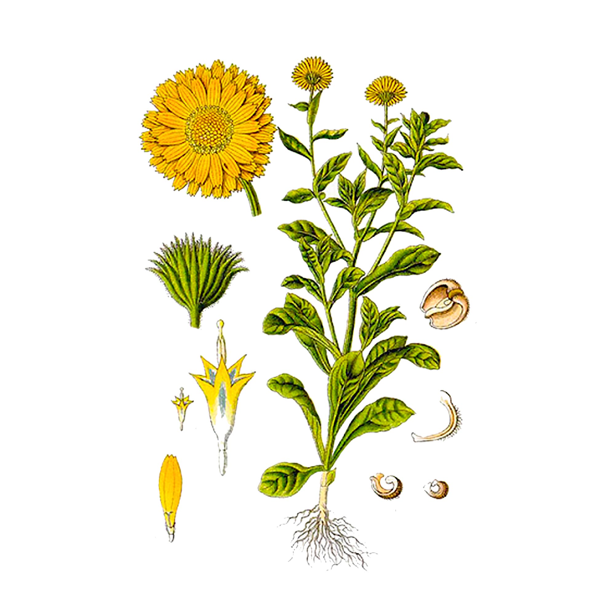 Экстракт цветов календулы Live Extract, купить от производителя «Травы Байкала» оптом