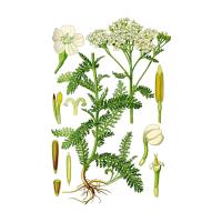 Экстракт травы тысячелистника Live Extract