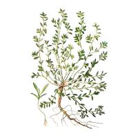 Экстракт травы горца птичьего Live Extract