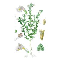 Экстракт травы очанки лекарственной Live Extract