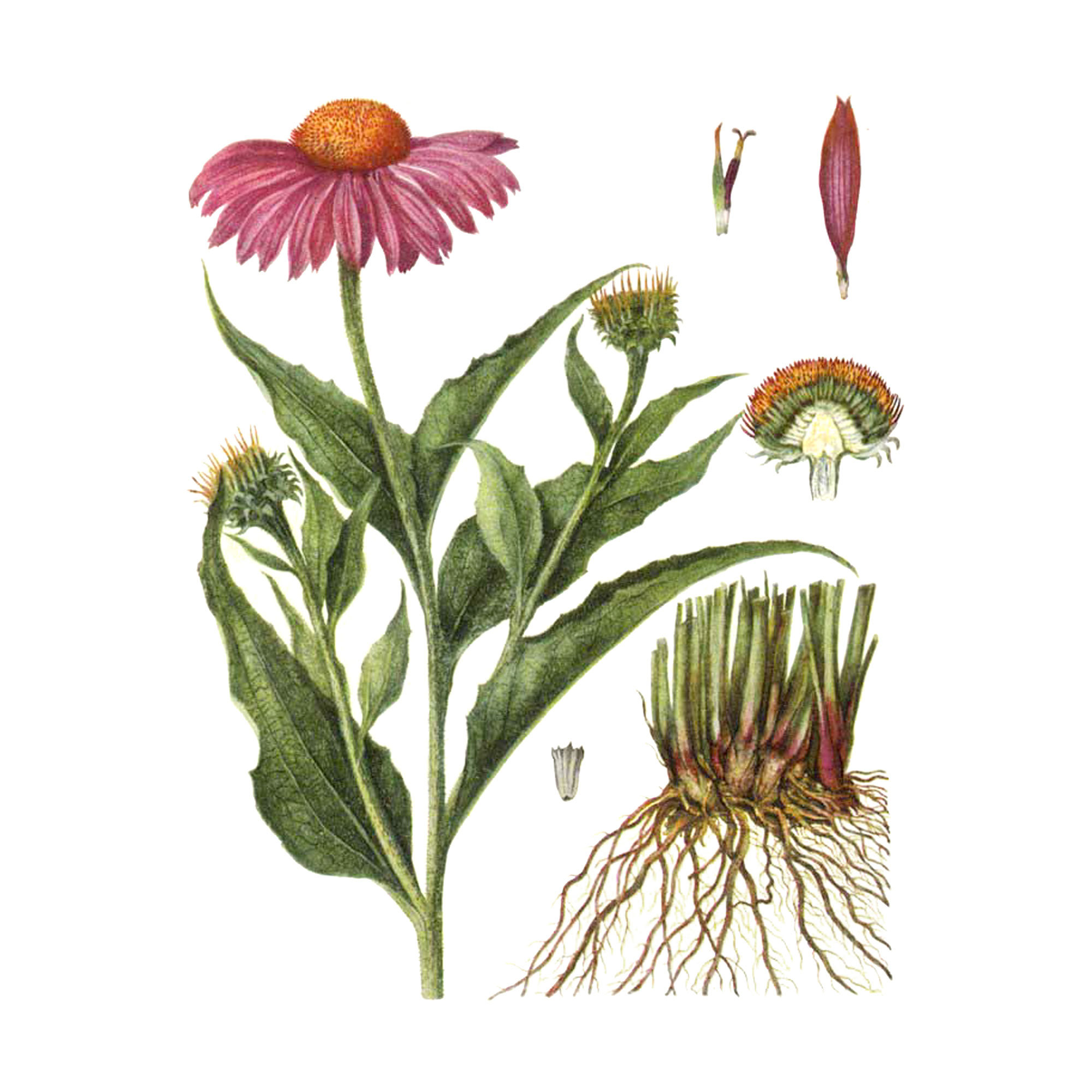 Экстракт травы эхинацеи пурпурной Live Extract, купить от производителя «Травы Байкала» оптом