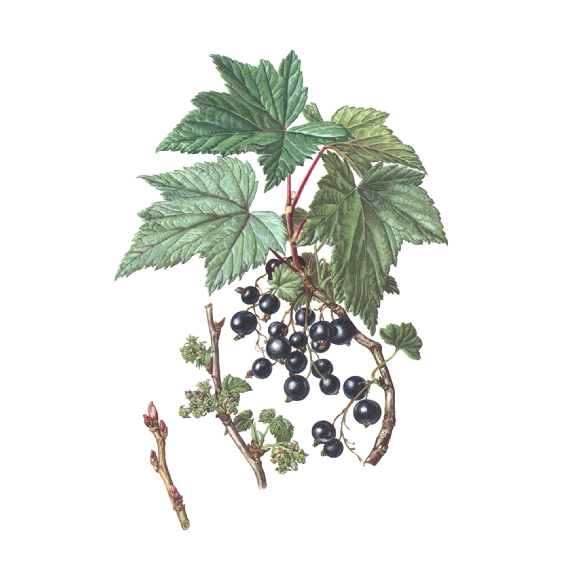 Экстракт листьев смородины черной Live Extract, купить от производителя «Травы Байкала» оптом