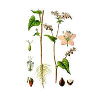 Экстракт травы гречихи посевной Live Extract