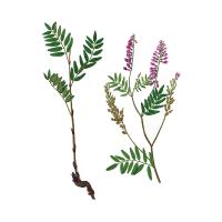 Экстракт травы копеечника альпийского Live Extract