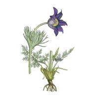 Экстракт травы прострела Live Extract