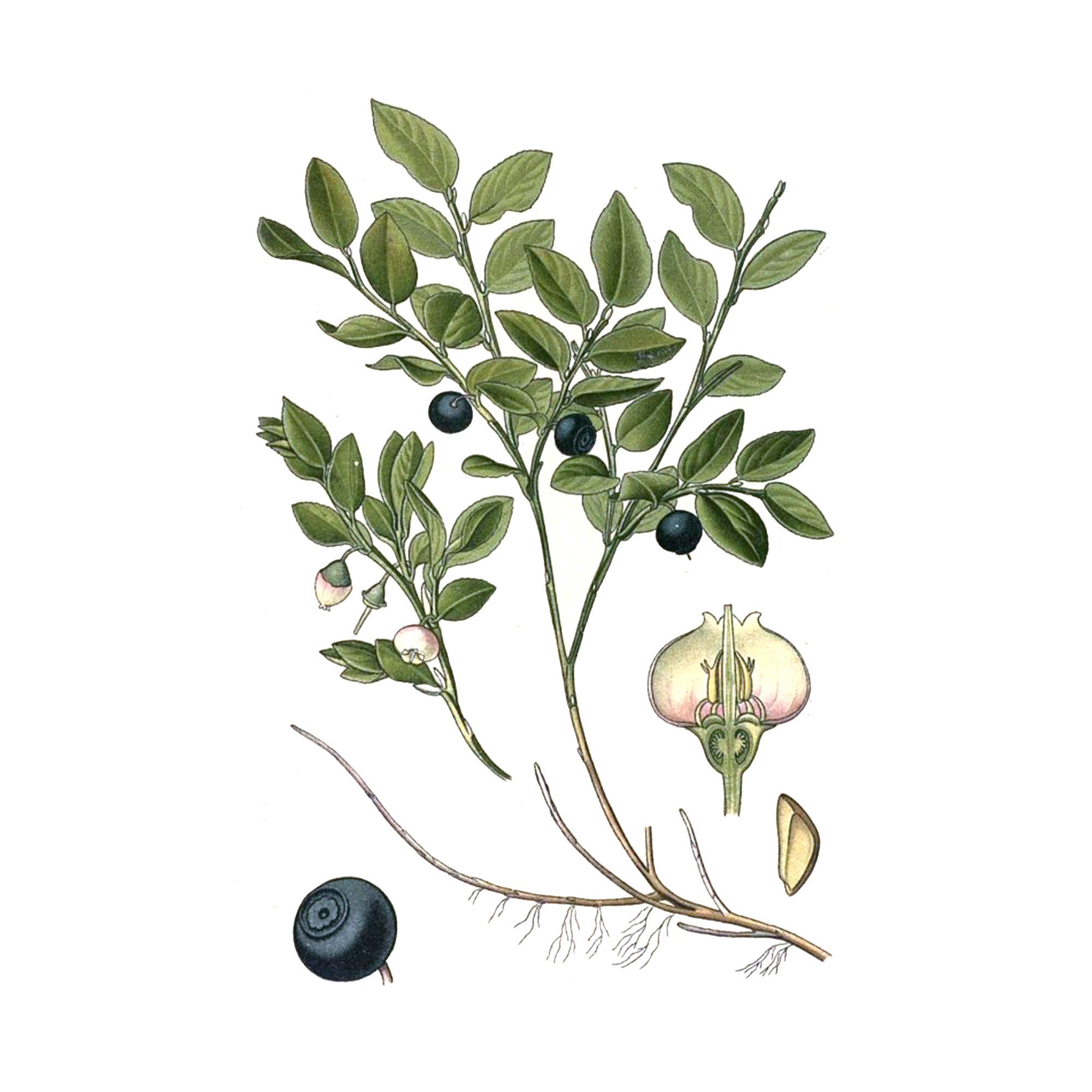 Экстракт побегов черники Live Extract, купить от производителя «Травы Байкала» оптом