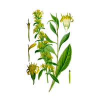 Экстракт травы золотарника Live Extract