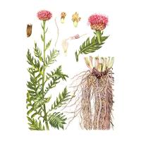 Экстракт травы левзеи сафлоровидной Live Extract