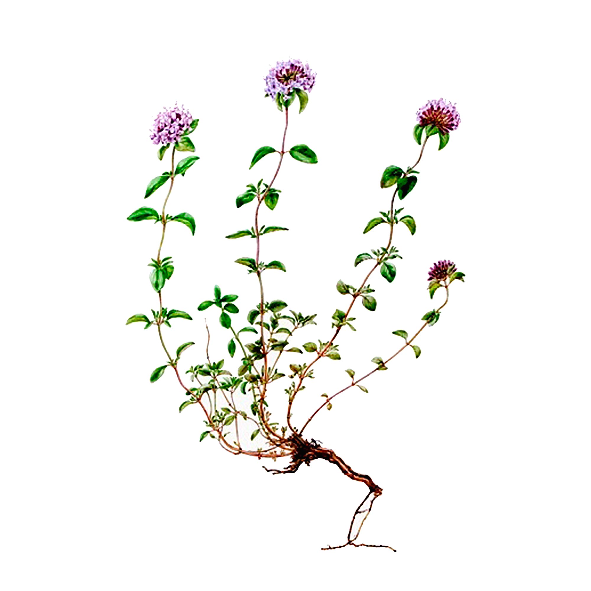 Экстракт травы зизифоры похучковидной Live Extract, купить от производителя «Травы Байкала» оптом