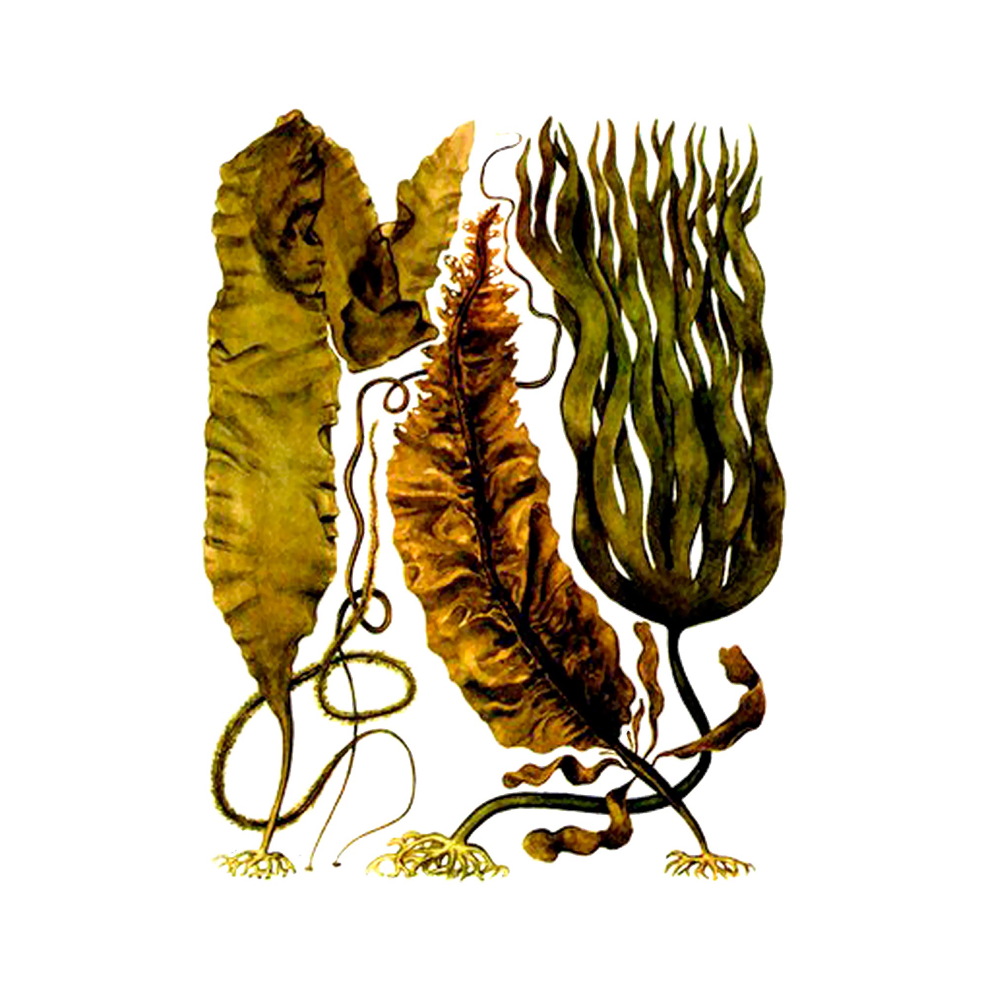 Экстракт слоевища ламинарии японской Live Extract, купить от производителя «Травы Байкала» оптом