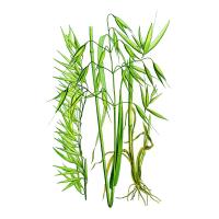 Экстракт травы овса, молодые побеги Live Extract