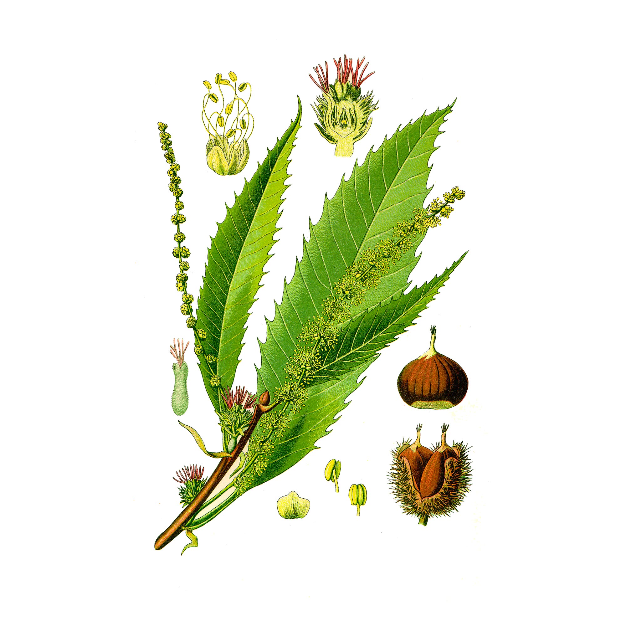 Экстракт плодов каштана конского Live Extract, купить от производителя «Травы Байкала» оптом