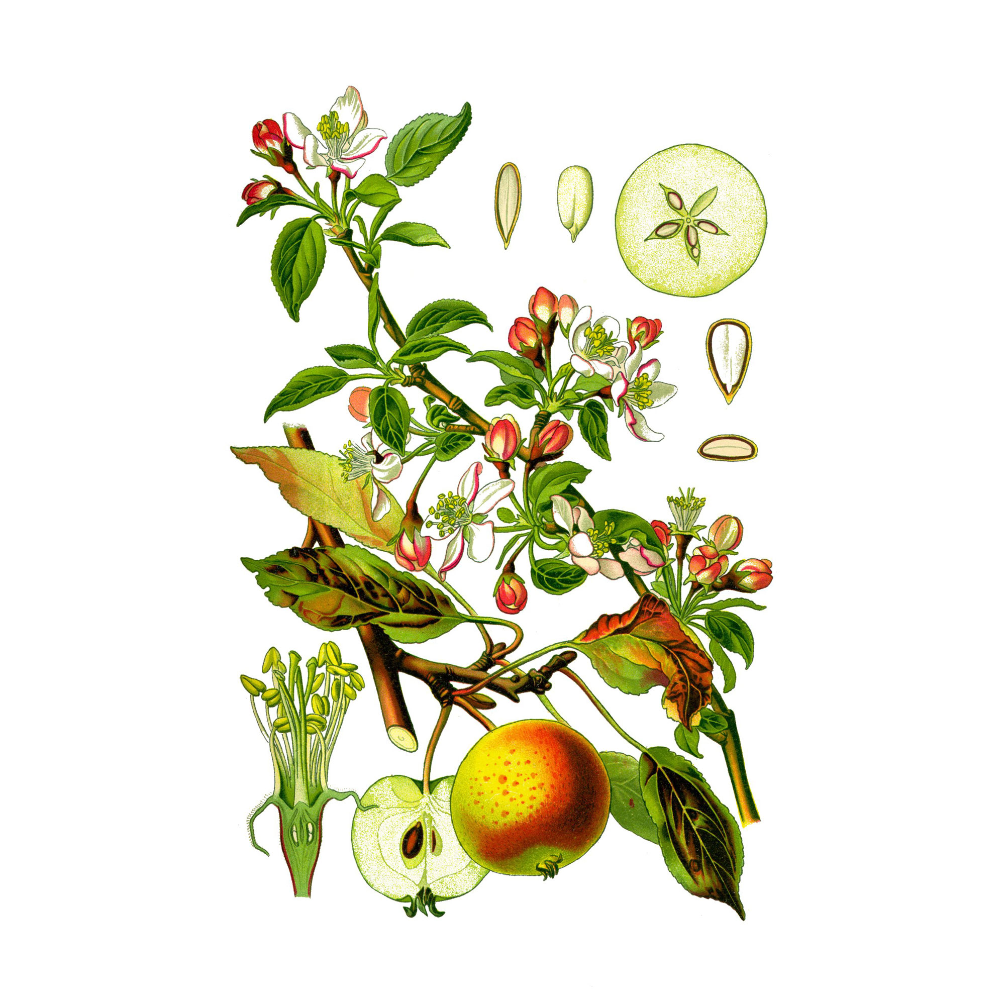 Экстракт плодов яблока (Malus) Live Extract, купить от производителя «Травы Байкала» оптом