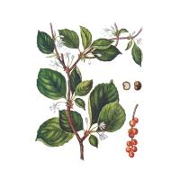 Экстракт плодов лимонника китайского Live Extract