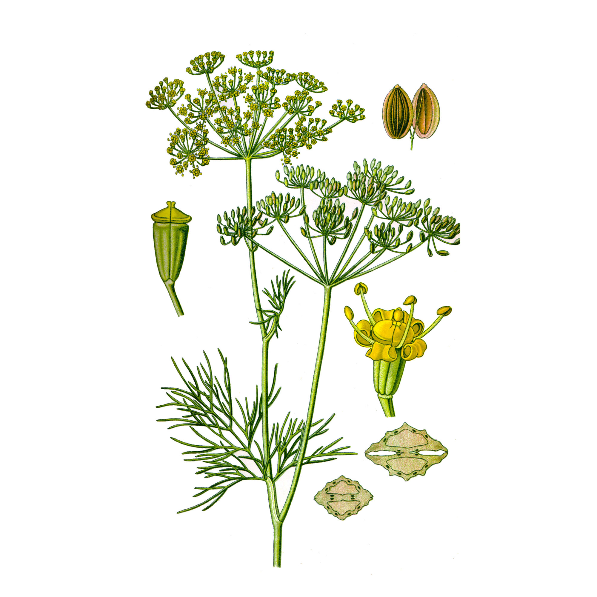 Укроп огородный anethum graveolens. Фенхель соцветие. Гербарий пример. Укроп ханак. Фенхель огородный.