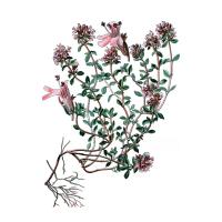 Экстракт травы чабреца Live Extract