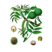 Экстракт листьев грецкого ореха Live Extract