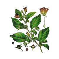 Экстракт корней красавки обыкновенной Live Extract