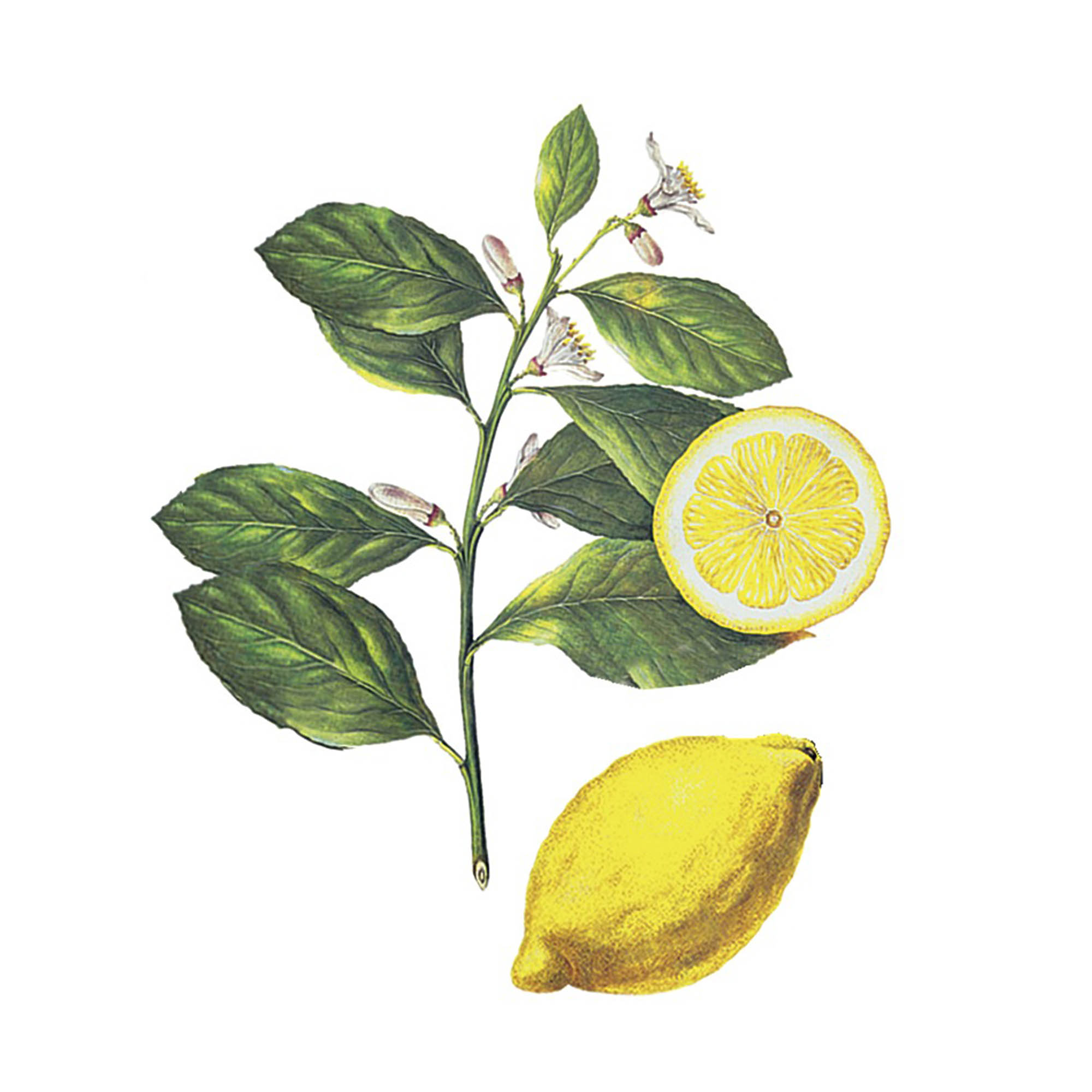 Экстракт цедры лимона Live Extract, купить от производителя «Травы Байкала» оптом